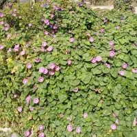 ۲۲۵متری تهاتر گلستان ها