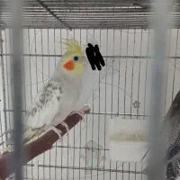 فروش یا معاوضه عروس هلندی و مرغ عشق