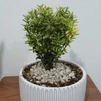 گل درختچه ابلق