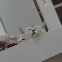 واگذاری گربه سفید نژاد اسکاتیش شورت هیر|گربه|کرمانشاه, |دیوار