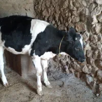 گوساله فروشی