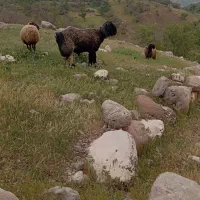 نرمیش|حیوانات مزرعه|گتوند, |دیوار