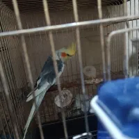 پرنده عروس هلندی طوطی مرغ عشق|پرنده|مشکیندشت, |دیوار