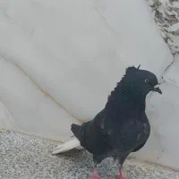 کبوتر دمسفید