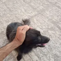 یک جفت سگ پاکوتاه پامر اشپیتز ژاپنی سیاه یک ساله و|سگ|بمپور, |دیوار