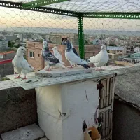 کبوتر غریب
