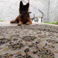 پذیرش کنارش ندارم سختمه قیمت 20میلیون