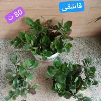 گل های آپارتمانی|گل و گیاه طبیعی|قدس, شهرقدس|دیوار