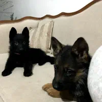 ژرمن شپرد سگ نگهبان|سگ|کوهسار (البرز), |دیوار