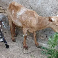 بز . گوسفند. گاو