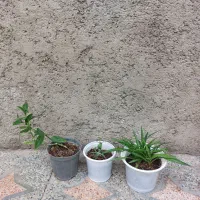 گل طبیعی خانگی|گل و گیاه طبیعی|الوند, |دیوار