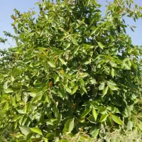 باغچه ۷۵۰ متری|فروش زمین و ملک کلنگی|اندیمشک, |دیوار