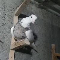 کفتر رنگه سینه هفرنگ دمسفید سارکاکلی ....|پرنده|مشهد, رستگار|دیوار