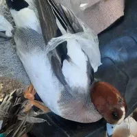 اردک|پرنده|رشت, نخودچر|دیوار