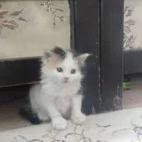گربه