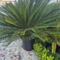 فروش نهال زینتی سیکاس