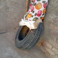 کله ای و زاغ|پرنده|بم, |دیوار