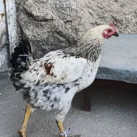 خروس ومرغ جوان