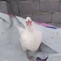 تخم مرغ گلین|حیوانات مزرعه|سرپل ذهاب, |دیوار