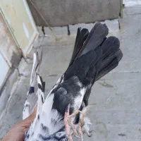 گرفتنی ۷تا|پرنده|قم, نوبهار|دیوار