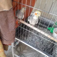 جفت عروس هلندی سخنگو