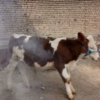 خرید فروش گوساله نر داشتی
