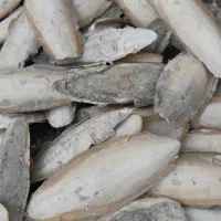 کف دریا|لوازم جانبی حیوانات|درگهان, |دیوار