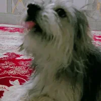 سگ شیتزو|سگ|زاهدان, |دیوار