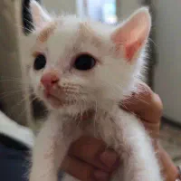 واگذاری گربه