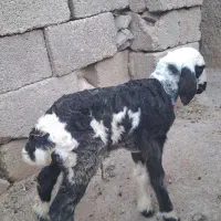 یک راس بره شیری تازه زائیده