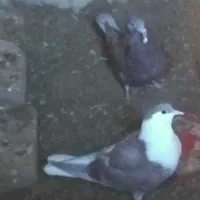 ریش|پرنده|درمیان, |دیوار