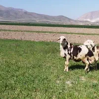 قوچ پلنگی اصیل، بره،میش،گوسفند