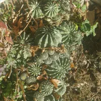 کاکتوس|گل و گیاه طبیعی|کرج, کلاک پایین|دیوار