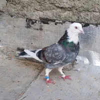 کفتر یا کبوتر شازده سرور سو قدیم|پرنده|شاهدشهر, |دیوار