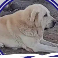 واگذاری سگ گله و نگهبان ماده پژدر