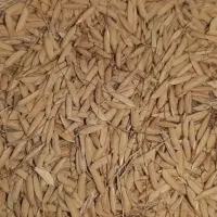 تخم جو هاشمی  سورتینگ زده