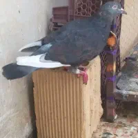 کبوتر|پرنده|دهدشت, |دیوار