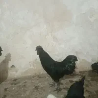 خروس ایام