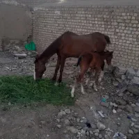 اسب