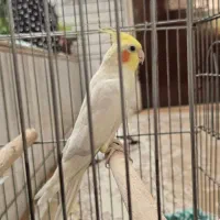 عروس هلندی نر