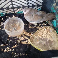 کبوتر خانه ای