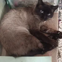 گربه سیامی نر تایلندی|گربه|سبزوار, توحیدشهر|دیوار