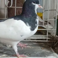 شهری و پلاکی