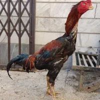 جوجه لاری خروس و مرغ لاری تخم مرغ نطفه دار لاری|حیوانات مزرعه|کرج, کیانمهر|دیوار