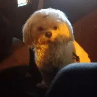 شیتزو وایت واگذاری به شرط|سگ|رشت, حومه رشت|دیوار