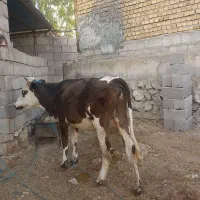 نوعرنازار