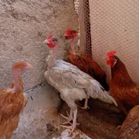 تعدادی نیمچه ۷ ماهه گردن لخت و لاری