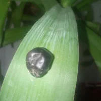 سنگ سیاه (فردوس)|جواهرات|اسلامیه, |دیوار