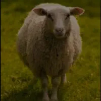 بره