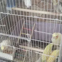 عروس هلندی|پرنده|گرمسار, |دیوار